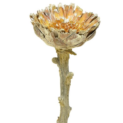 Floristik24 Compacta Rosette Proteen Grøn Frosted Ø4-5,5cm 20 stk