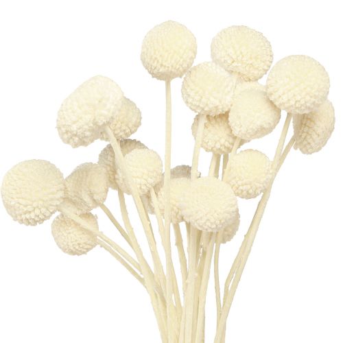 Floristik24 Craspedia tørrede trommestikker creme 45-55cm 20 stk