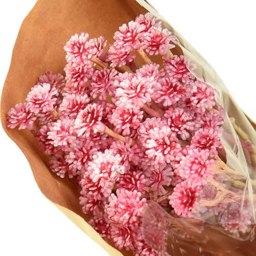 Artikel Karryurt Immortelle Artificial Pink L28cm 12 stk 1 bundt