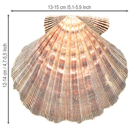 Artikel Ægte kammuslinger naturel – maritim flair naturel 1 kg