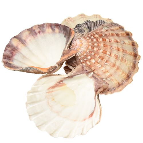 Artikel Ægte kammuslinger naturel – maritim flair naturel 1 kg