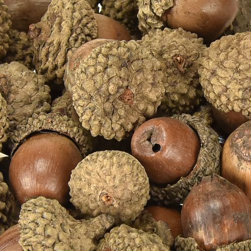 Artikel Agern til dekoration, efterårsdekoration, naturlige efterårsfrugter Ø1,5 – 2,5 cm L1,5 – 3 cm 300 g