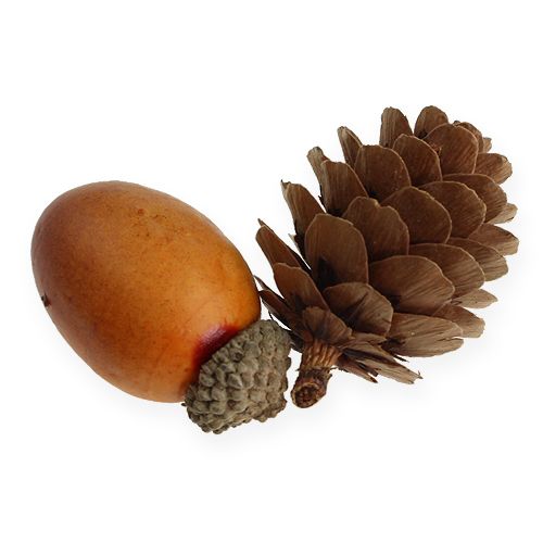 Floristik24 Acorn, kegler blandes i en netto 60stk