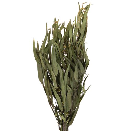 Floristik24 Eucalyptus Konserverede Grene Blade Grøn Oval 150g