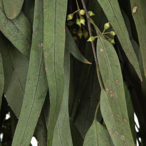Artikel Eucalyptus Konserverede Grene Blade Grøn Oval 150g
