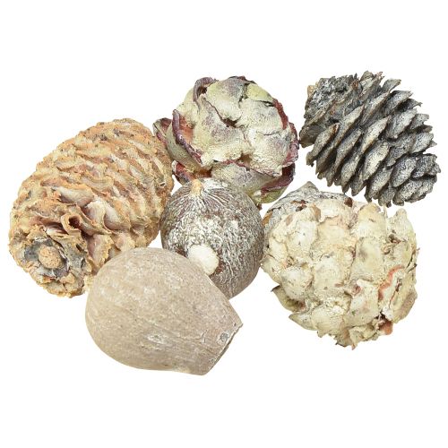 Eksotiske kogler Leucodendron hvidvasket 3-4cm 450g