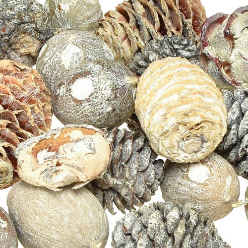 Artikel Eksotiske kogler Leucodendron hvidvasket 3-4cm 450g