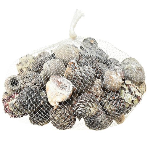 Artikel Eksotiske kogler Leucodendron hvidvasket 3-4cm 450g