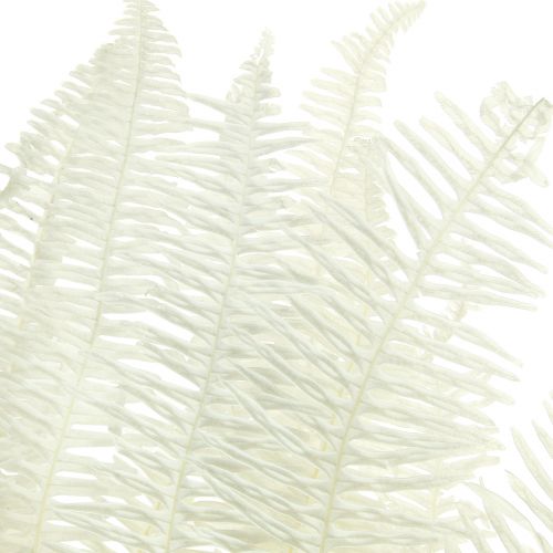 Artikel Bregne Dekorative Bregneblade Konserveret Bleget L45cm 10 stk