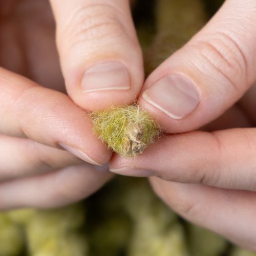 Artikel Blød Mirabell filtsnor, uld, grøn, 25m dekorativt bånd til blomsterdekoration, dekoration, hobbyarbejde, gør-det-selv