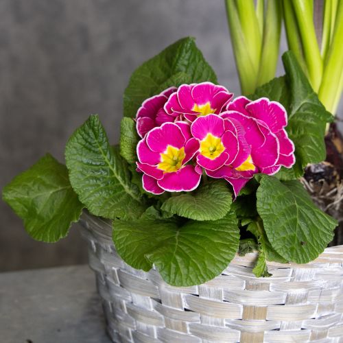 Artikel Flettet kurv som stilfuld blomsterdekoration i opholdsstuen. Påskekurv, 23 cm, 6 stk.