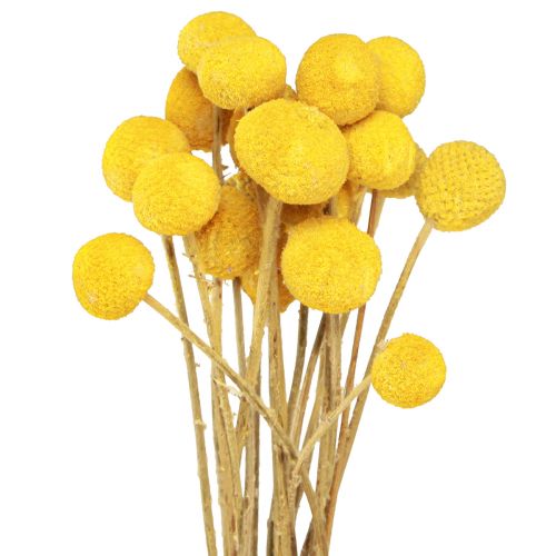 Gule Craspedia tørrede trommestikker 45-55cm 20 stk