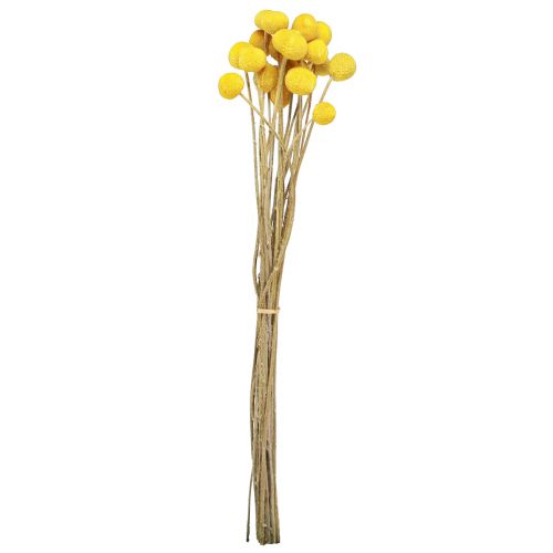 Floristik24 Gule Craspedia tørrede trommestikker 45-55cm 20 stk
