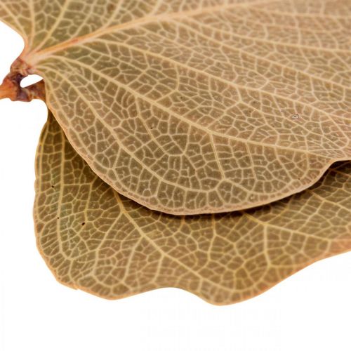 Artikel Tørrede blade dekoration Moneta tørblomstret natur 200g