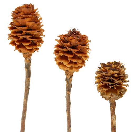 Floristik24 Glabrum Leucospermum tørrede blomster 25-40 cm 25 stk