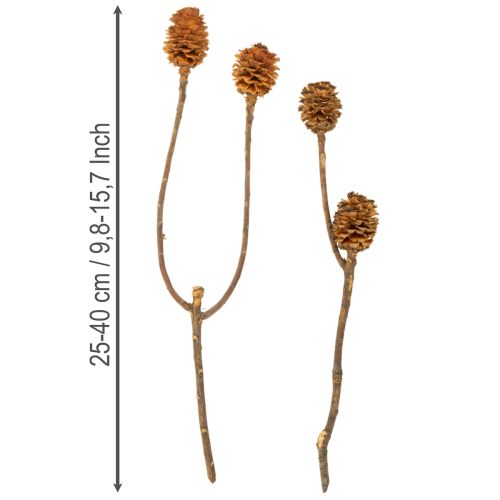 Artikel Glabrum Leucospermum tørrede blomster 25-40 cm 25 stk