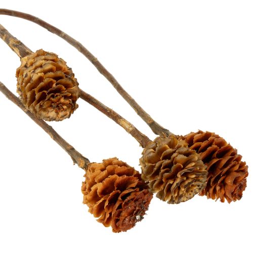Artikel Glabrum Leucospermum tørrede blomster 25-40 cm 25 stk