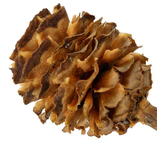 Artikel Glabrum Leucospermum tørrede blomster 25-40 cm 25 stk