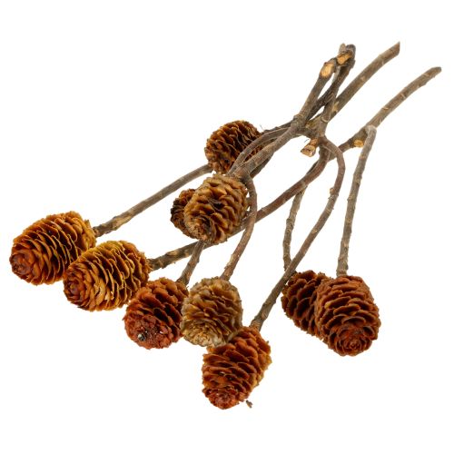 Artikel Glabrum Leucospermum tørrede blomster 25-40 cm 25 stk