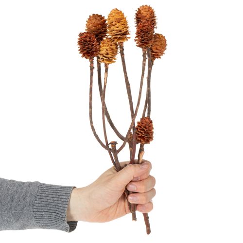 Artikel Glabrum Leucospermum tørrede blomster 25-40 cm 25 stk