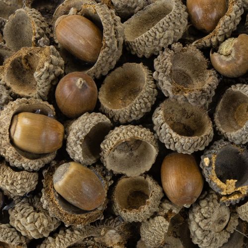 Artikel Efterårsdekorationskrans lavet af agern naturkrans Ø30cm