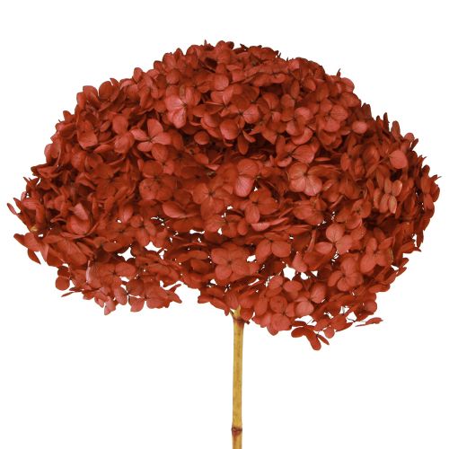 Floristik24 Hortensia konserverede tørrede blomster Rød Ø20cm L50–60cm