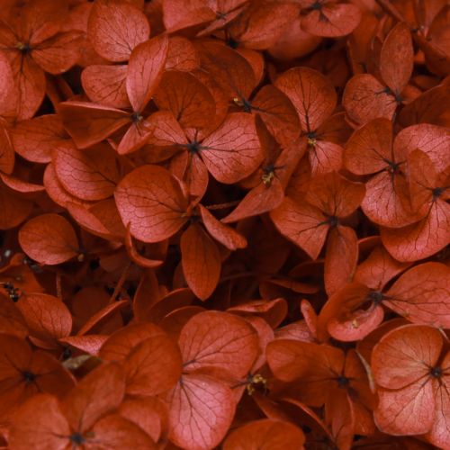 Floristik24 Hortensia konserverede tørrede blomster Rød Ø20cm L50–60cm