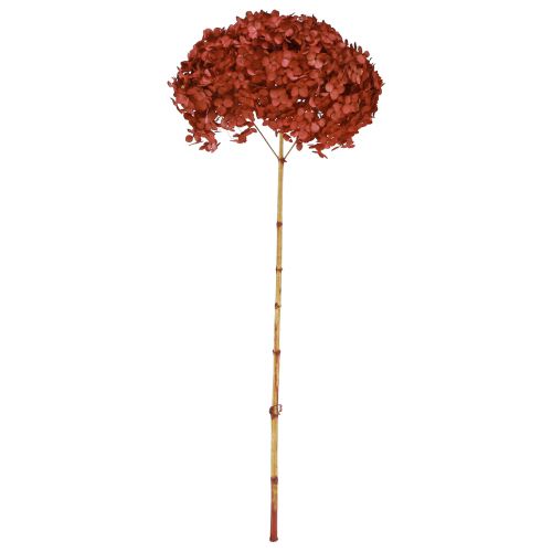 Floristik24 Hortensia konserverede tørrede blomster Rød Ø20cm L50–60cm