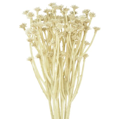 Kunstig karryurt hvid beige L28cm 12 stk 1 bundt