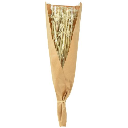 Artikel Kunstig karryurt hvid beige L28cm 12 stk 1 bundt