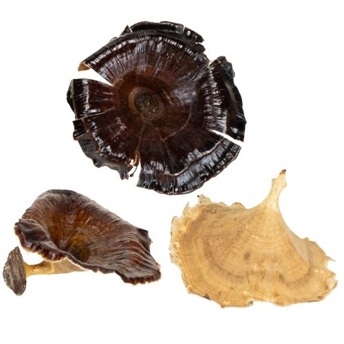 Floristik24 Kalix Champignon Naturlakeret 100 stk.