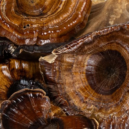 Artikel Kalix Champignon Naturlakeret 100 stk.