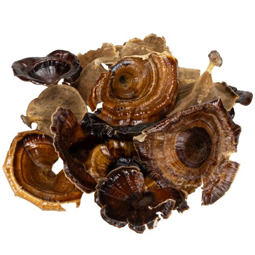 Artikel Kalix Champignon Naturlakeret 100 stk.