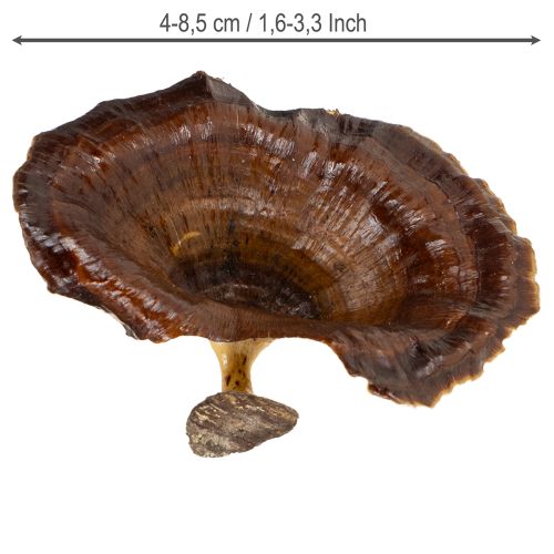 Artikel Kalix Champignon Naturlakeret 100 stk.