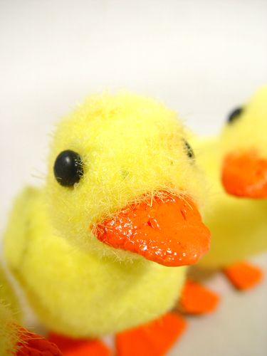 Floristik24 Chick m. Trådfødder 8 cm 12stk. gul / orange