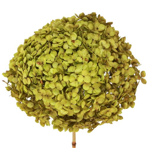Floristik24 Konserveret hortensia stor i grøn Ø20cm L50–60cm