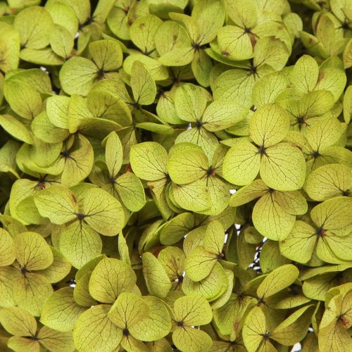 Floristik24 Konserveret hortensia stor i grøn Ø20cm L50–60cm