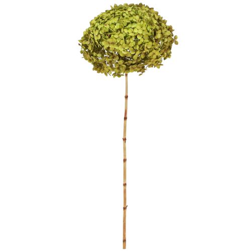 Floristik24 Konserveret hortensia stor i grøn Ø20cm L50–60cm
