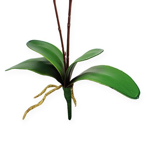 Floristik24 Deco orkidé rød 68cm