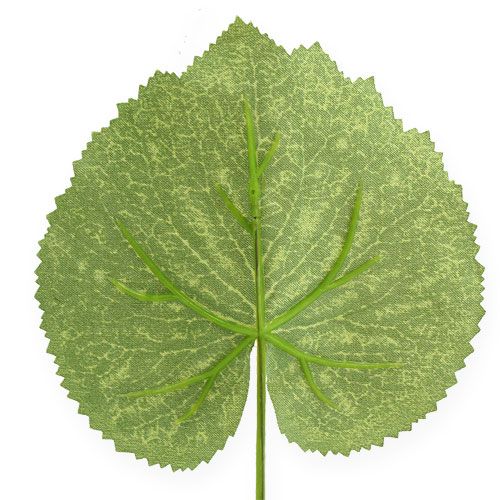Floristik24 Deco planteblade Galax B10cm L22cm 24stk