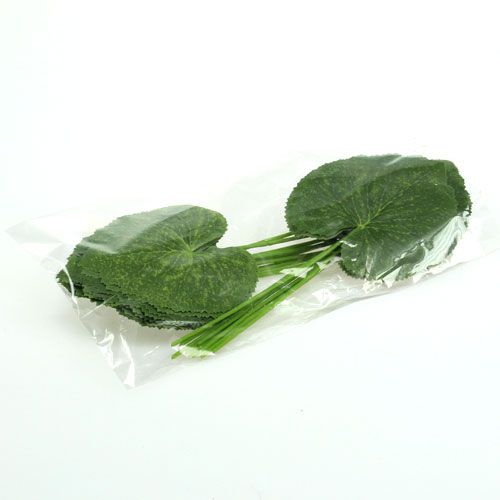 Floristik24 Deco planteblade Galax B10cm L22cm 24stk