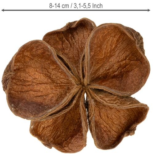 Artikel Landlotus Natur 50 stk.