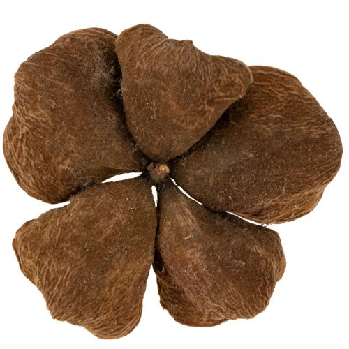 Artikel Landlotus Natur 50 stk.