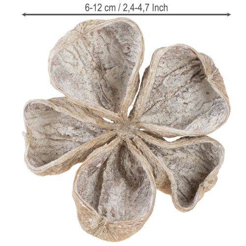 Landlotus Hvidvasket 6-12cm 50 stk | Floristik24.dk