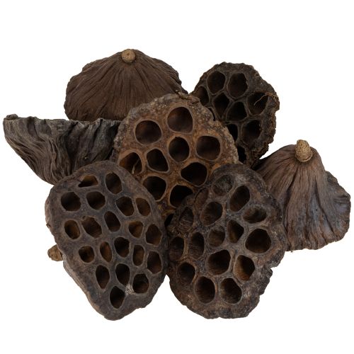Artikel Lotusløg stor 100 stk. naturlig