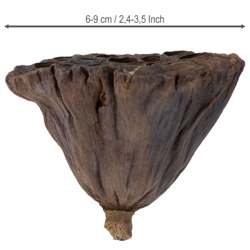 Artikel Lotusløg stor 100 stk. naturlig