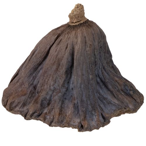 Artikel Lotusløg stor 100 stk. naturlig