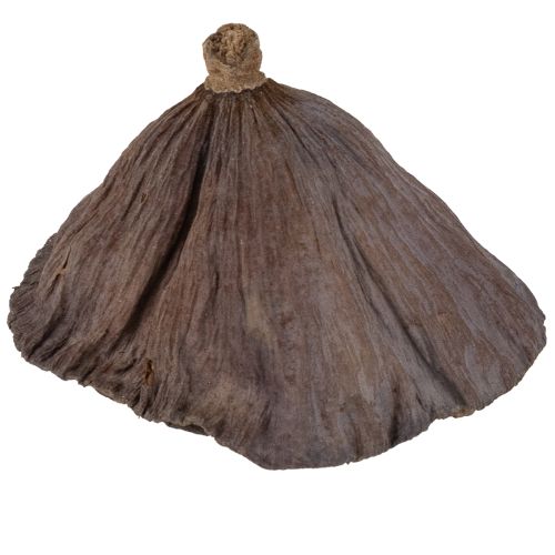 Artikel Lotusløg lille 100 stk. naturlig