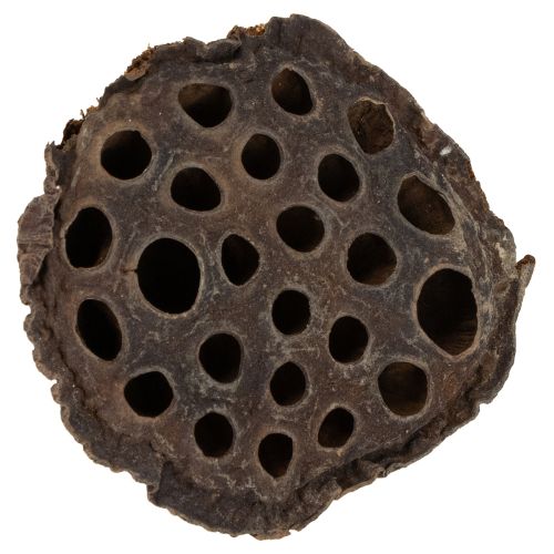 Artikel Lotus stempel medium 100 stk naturlige