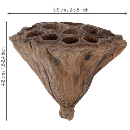 Artikel Lotus stempel medium 100 stk naturlige